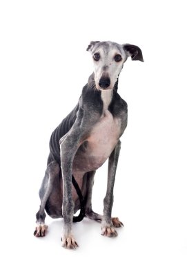 Beyaz arka plan önünde galgo espanol