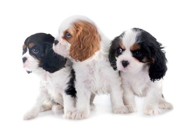 Genç cavalier king charles beyaz arka plan önünde