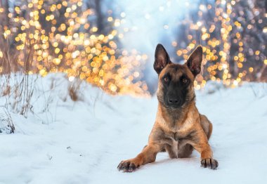 belgian shepherd in front of white background clipart