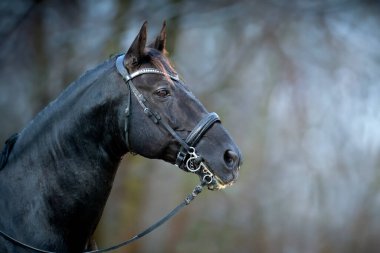  riding girl are training her black horse clipart