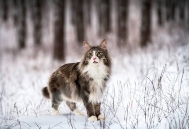 Norwegian Forest cat in front of white background clipart