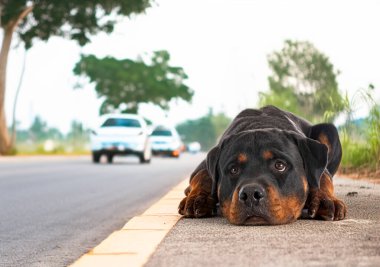 purebred rottweiler abandonned near a road in summer clipart