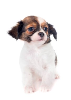 Beyaz arka planda köpek yavrusu chihuahua