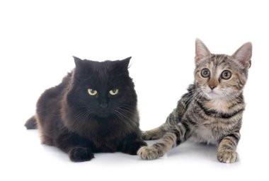 Beyaz arkaplanın önündeki genç kedi