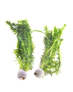 plant for aquarium Elodea in front of white background clipart