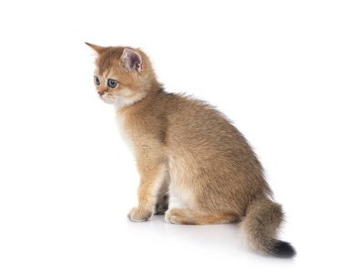 Beyaz arka planda İskoç bir kedi yavrusu.