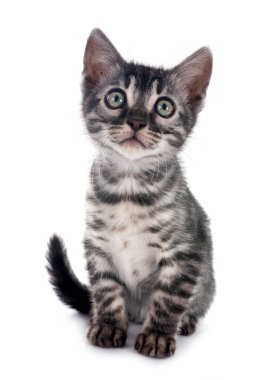 Bengal kedisi beyaz arka planda