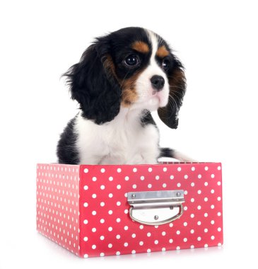 Beyaz arkaplan önünde süvari kral Charles