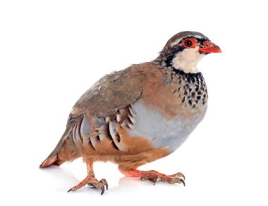 Red-legged or French Partridge, Alectoris rufa in front of white background clipart