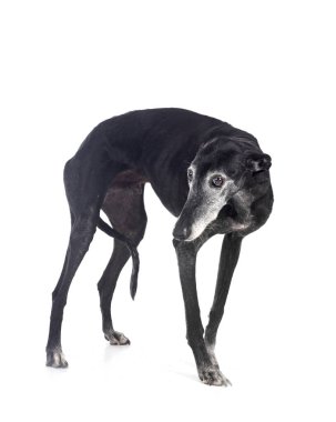 Galgo Espanol in front of white background clipart