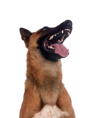 Beyaz arka planda Belçikalı çoban