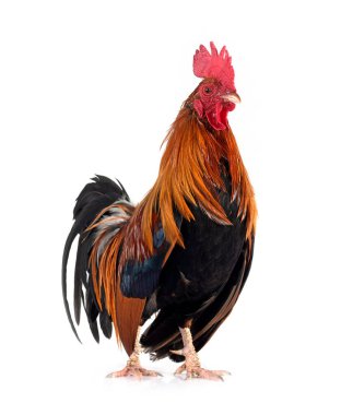 Beyaz arkaplan önünde bantam tavuklu pictave