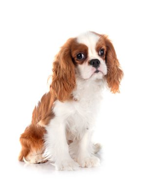 Genç cavalier king charles beyaz arka plan önünde