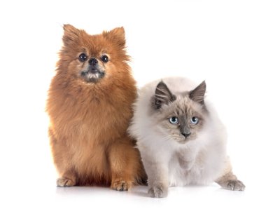 Beyaz arkaplan önünde genç Pomeranian ve kedi