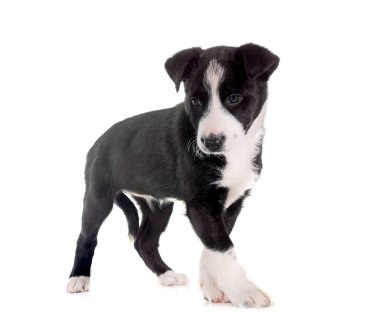 Beyaz arkaplan önünde genç sınır çobanı