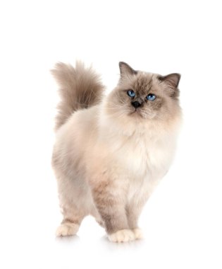 Birman Cat beyaz arkaplanının önünde
