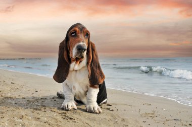 Basset köpeği yazın sahilde kalıyor.