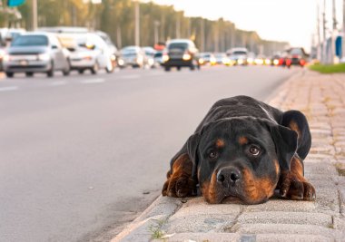 Safkan Rottweiler yazın yol kenarında terk edilmiş.