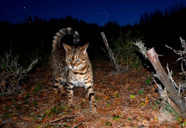 Bengal kedisi gecenin bir yarısı ormanda yürüyor.