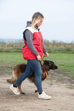 Genç Belçikalı çoban köpeği doğada güvenlik eğitimi alıyor.