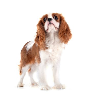 Genç cavalier king charles beyaz arka plan önünde