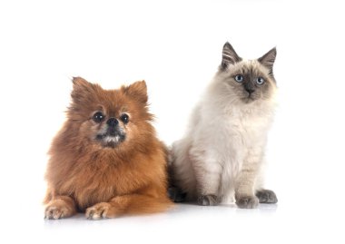 Beyaz arkaplan önünde genç Pomeranian ve kedi