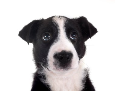 Beyaz arkaplan önünde genç sınır çobanı