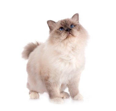 Birman Cat beyaz arkaplanının önünde