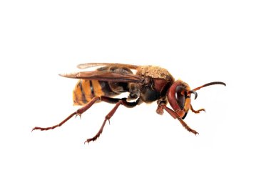 European hornet in front of white background clipart