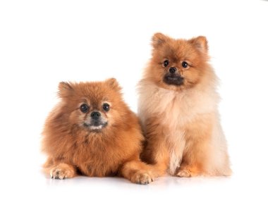 Beyaz arkaplan önünde genç Pomeranyalılar