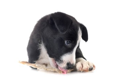 Beyaz arkaplan önünde genç sınır çobanı