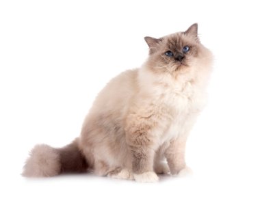 Birman Cat beyaz arkaplanının önünde