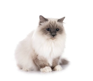 Birman Cat beyaz arkaplanının önünde