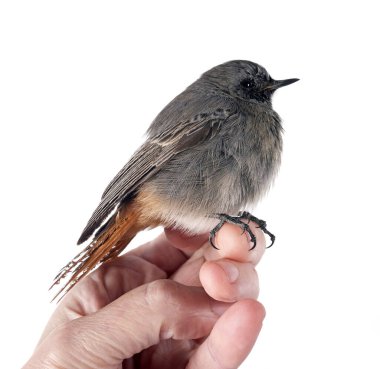 Black redstart in front of white background clipart