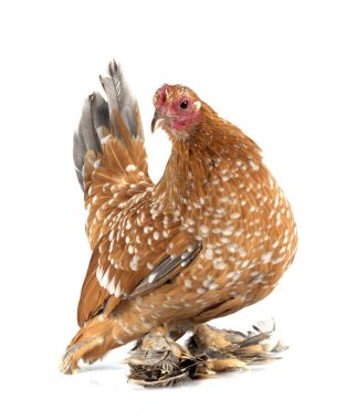 Ufak tefek beyaz arka plan önünde çizme