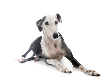 Beyaz arka plan önünde galgo espanol