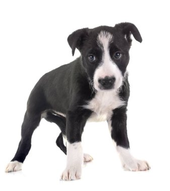 Beyaz arkaplan önünde genç sınır çobanı