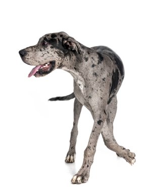 Beyaz arkaplan önünde harika danalar