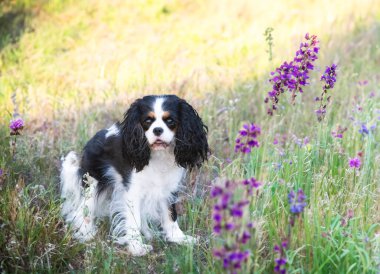 Süvari Kral Charles doğada, bir bahçede kalıyor.
