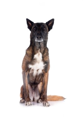 Beyaz arka planda Belçikalı çoban