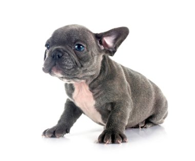 Beyaz arka planda köpek yavrusu Fransız bulldog 'u