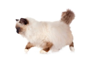 Birman Cat beyaz arkaplanının önünde