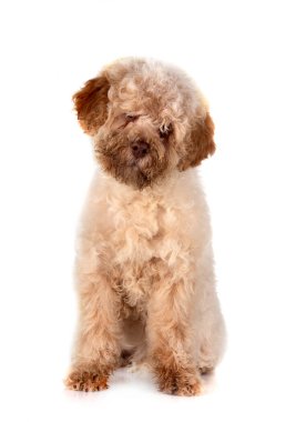 Beyaz arkaplanda Romagna Su Köpeği