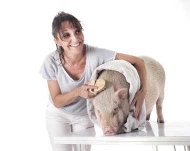 pink miniature pig in front of white background clipart