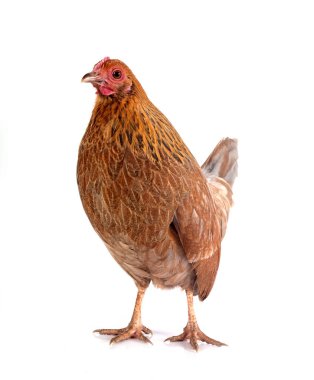 bantam chicken pictave in front of white background clipart