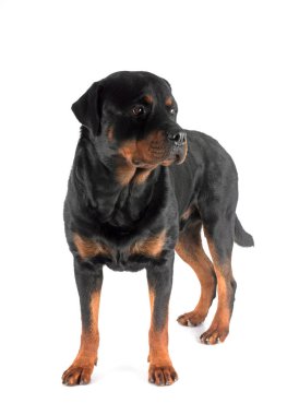 Beyaz arkaplan önünde safkan rottweiler