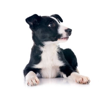 Beyaz arka plan önünde köpek yavrusu kenar kömür ocağı