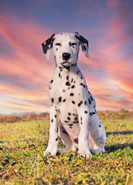 Genç yavru dalmaçyalı doğada özgürce oturuyor.