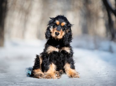 İngiliz Cocker Spaniel kışın doğada