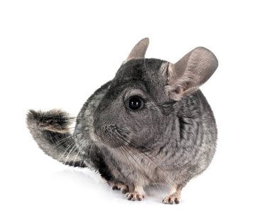 Beyaz arka plan önünde genç chinchilla